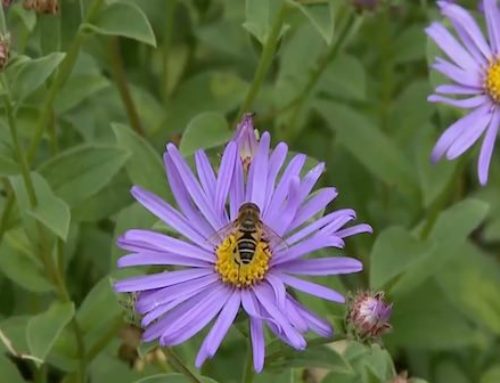Kent Wildlife Trust – Wildlife Festival